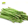 IQF Organic Vegetables Green Asparagus Price